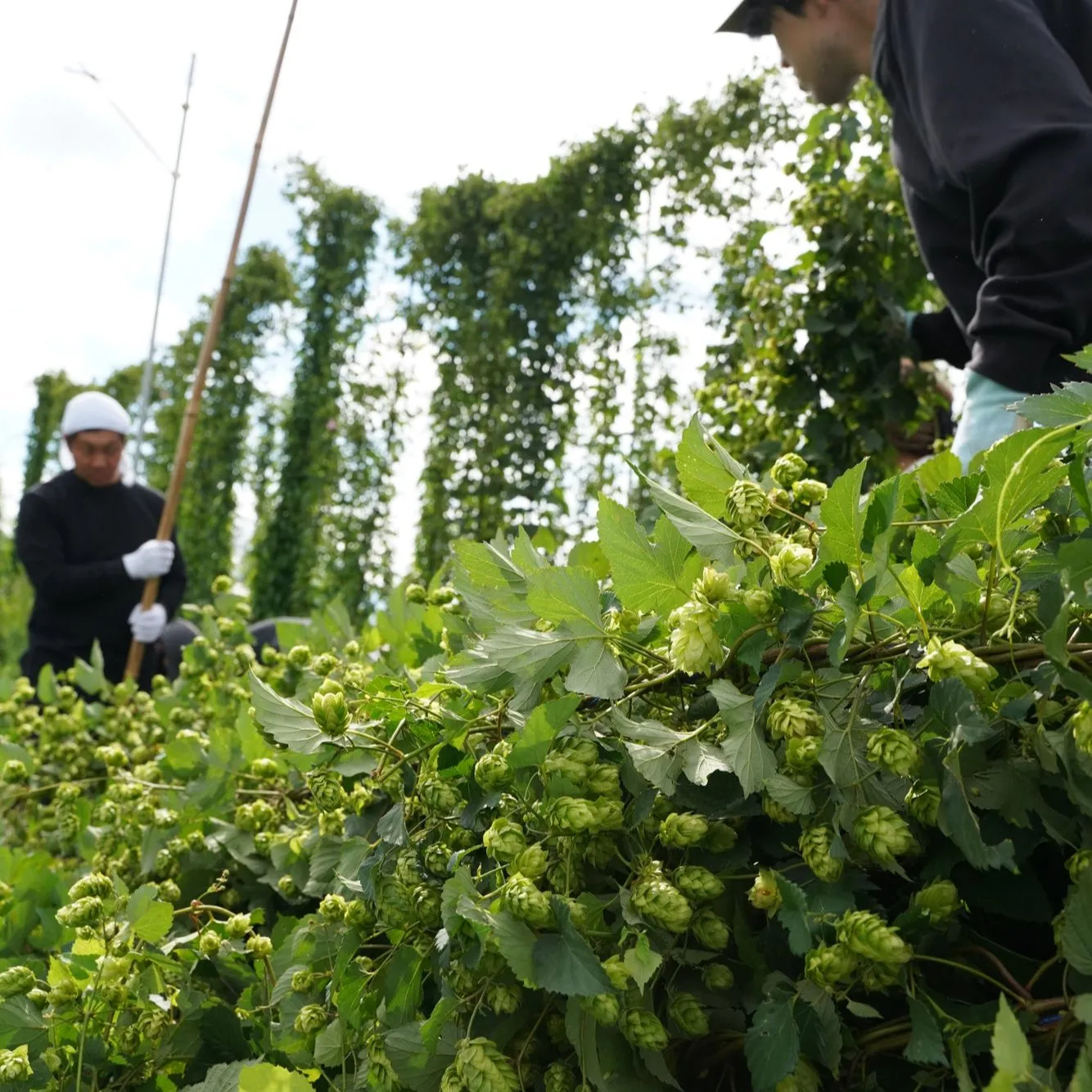 Coedo Fresh Hop 2024 biere 6 bouteilles houblon frais
