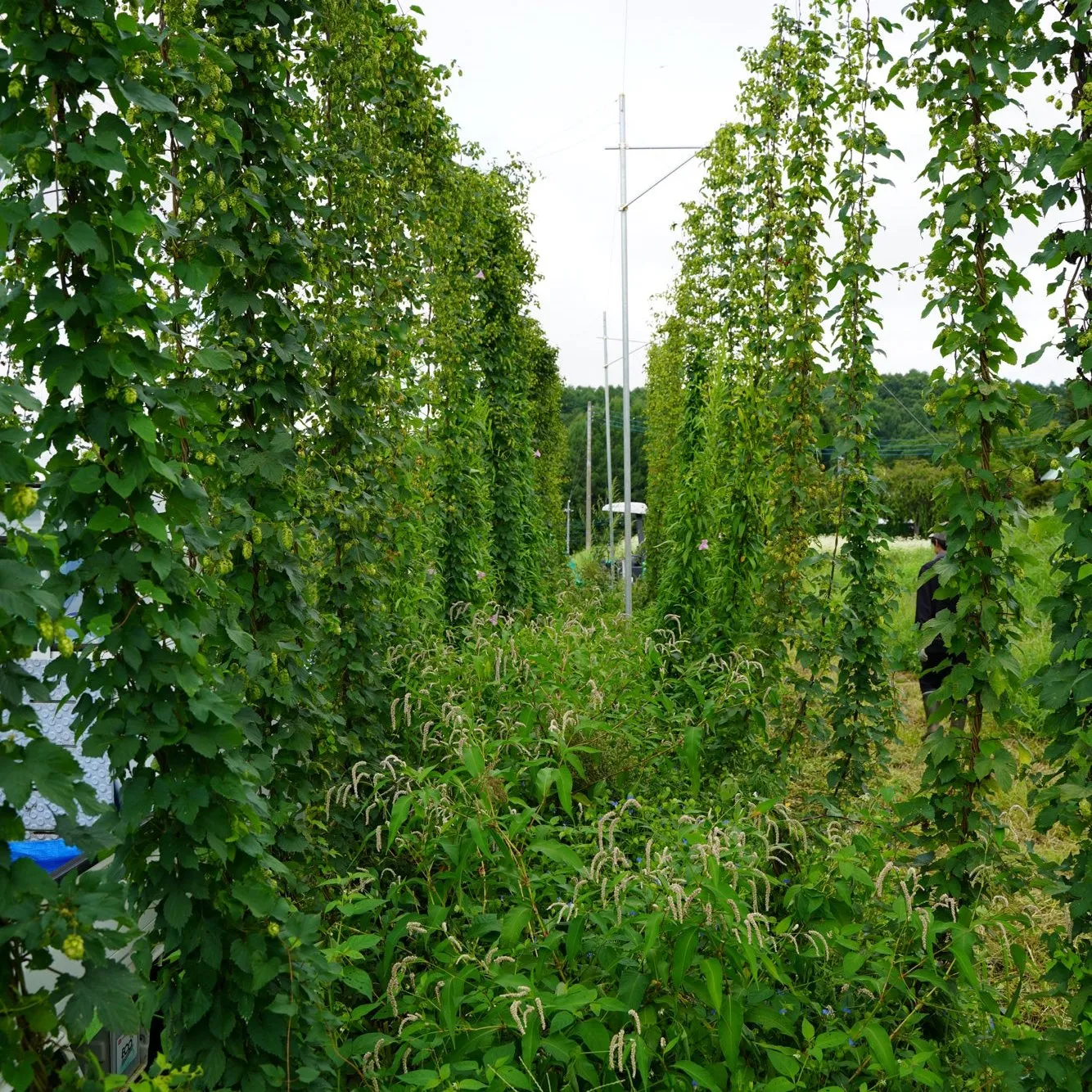 Coedo Fresh Hop 2024 biere 6 bouteilles houblon frais