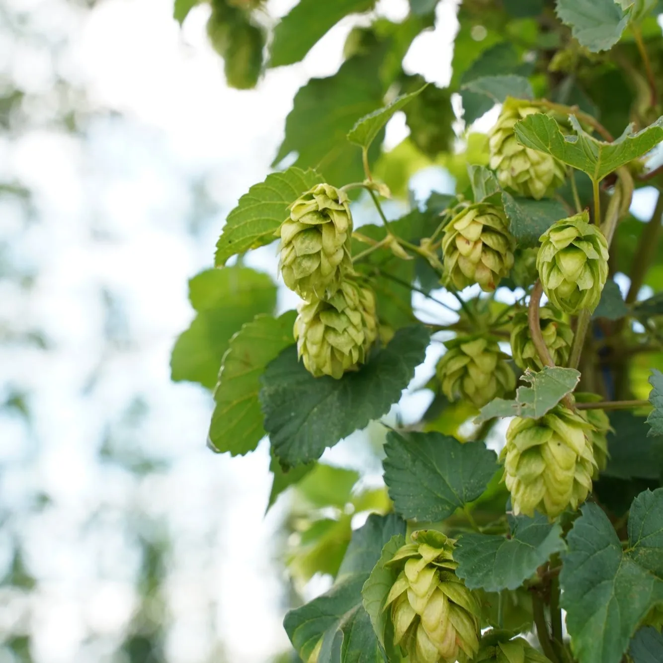 Coedo Fresh Hop 2024 biere 6 bouteilles houblon frais