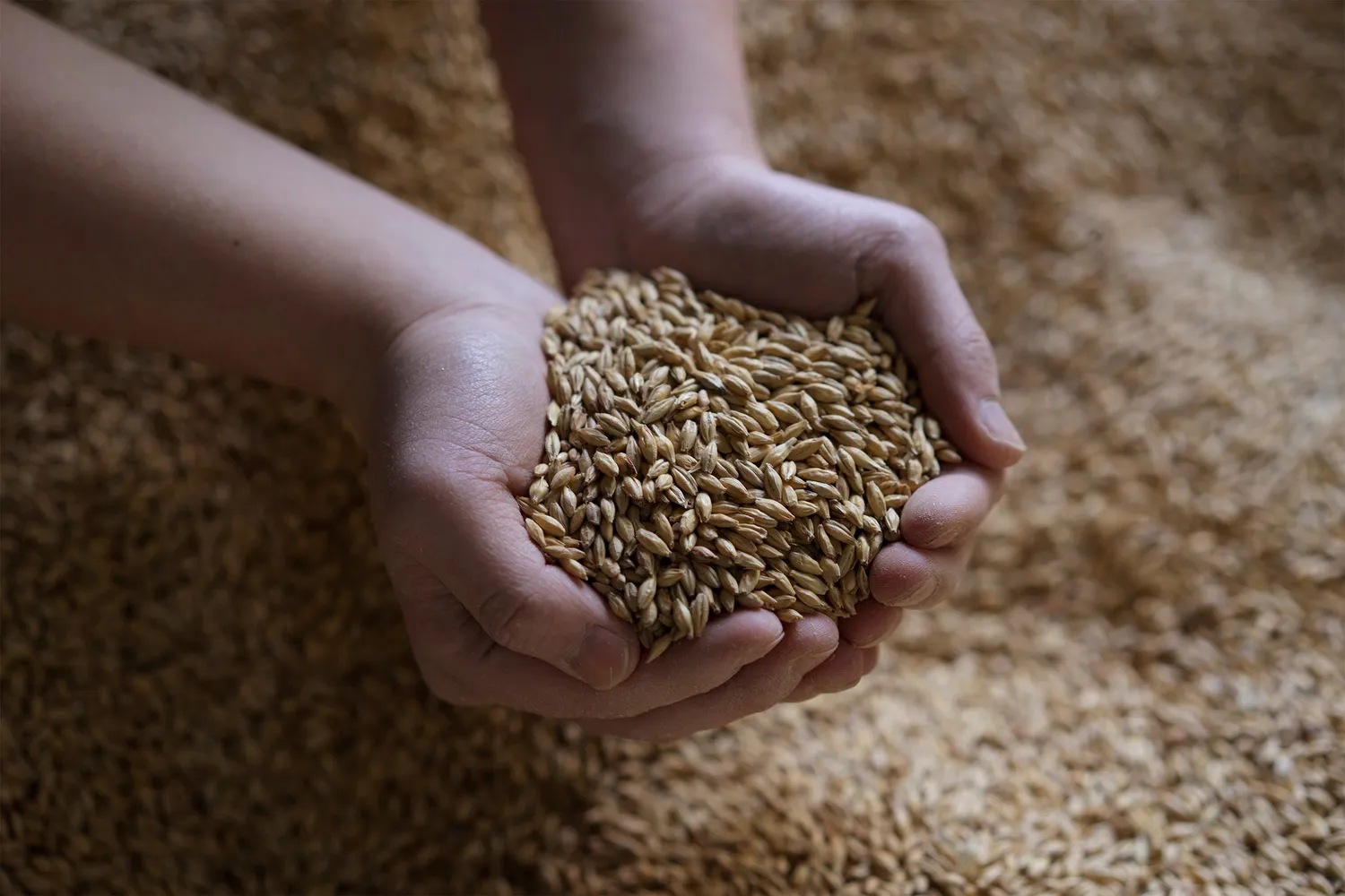 Coedo Ototonari 2024 Seeds biere 6 bouteilles au maca