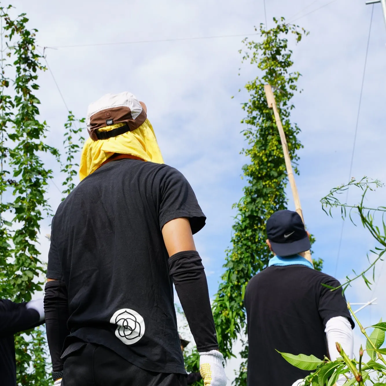 Coedo Fresh Hop 2024 biere 6 bouteilles houblon frais