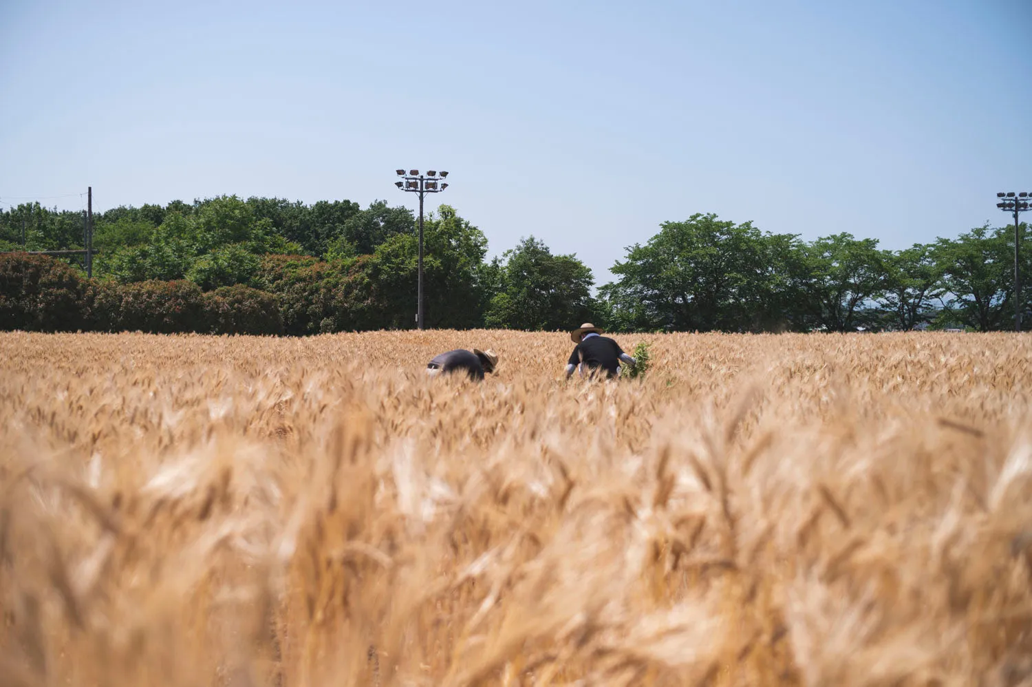 Coedo Ototonari 2024 Seeds biere 6 bouteilles au maca